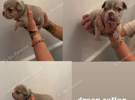 french bull dog puppies