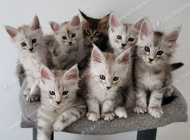 Tica registered maine coon kittens