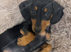 11 week old female dachshund