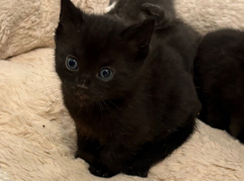 2 black kittens