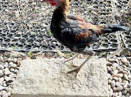 5 Modern game bantams