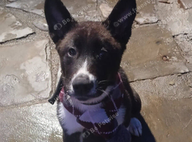 American akita