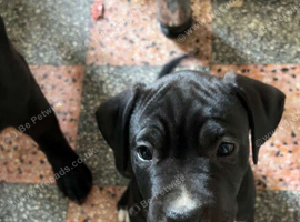 Shar-Pei x Boxer