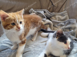 Male kittens 10 weeks old ready to go