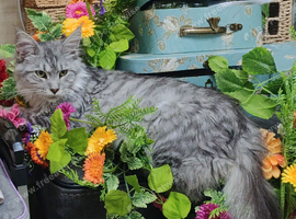 Light Grey Maine coone female