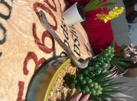 Corn snakes and king snake