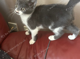 Female kitten  looking for a loving home