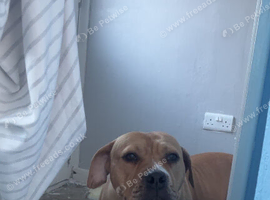 Rehome 6year old staffy