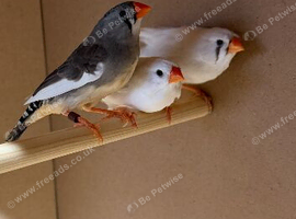 3 hen zebra finches