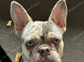 I have for Sale a blue/merle male French Bulldog