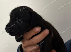 3 Patterdale terrier boys