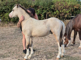 Stunning welsh A colt foal