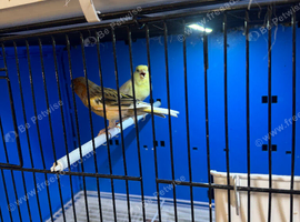 Pair of 2024 colour canaries