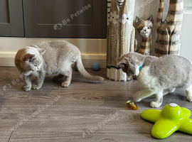 Tica Active Registered British Shorthaired Kittens