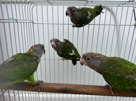 Brown headed parrot pairs