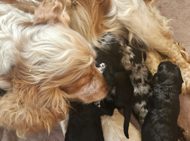 Cockerpoo puppies