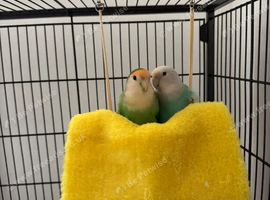Two lovebirds in a cage!