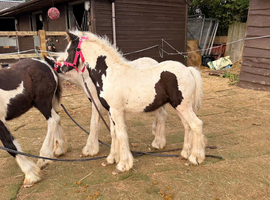 Cob weaned colts