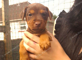 Patterdale pups