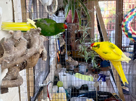 Gorgeous young pair of kakariki