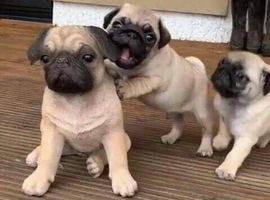 11 week old girl Pug pups