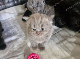 British short haired cross kittens for sale