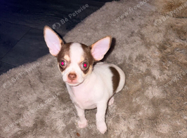Dog chihuahua