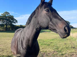 Freelance groom and rider with availability!!!!