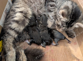 1 beautiful boy left! ready now!