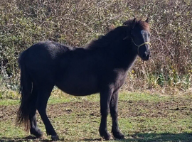 Beautiful yearling Filly For Sale