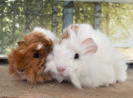 Guinea pig sows/girls
