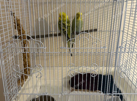 Budgies for sale