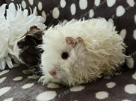 3 boar pairs available, 1 ready now