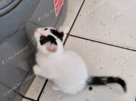 White and black kitten