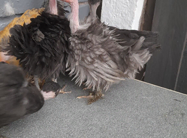 Necked neck bantam chickens