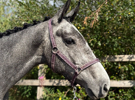 16.1hh 4yo Dark Grey Thoroughbred Mare