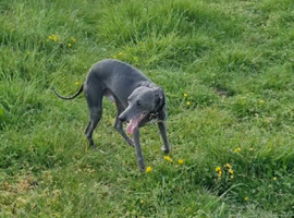 Blue male whippet