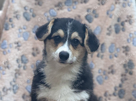 Corgi Pembroke puppies available for sale
