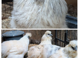 Day old silkie chicks for sale