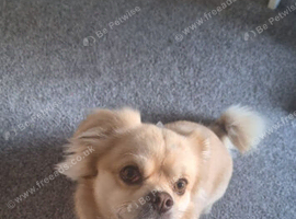 Toby