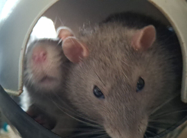 2 male breeder rats