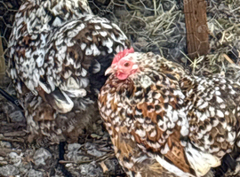 Breeding trio of milliefluer pekins 1 cockerel and 2 hens very fertile