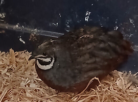 Button male quail