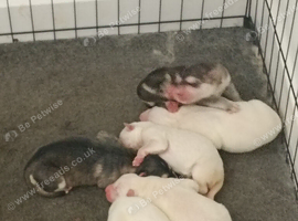 Shepsky puppies