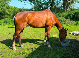 15.2hh mare