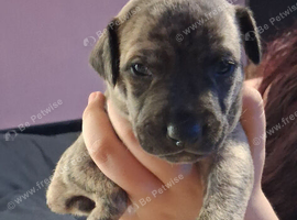 Bull x whippet puppies