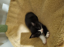 8 week old little boy kitten