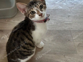 Needs a home asap