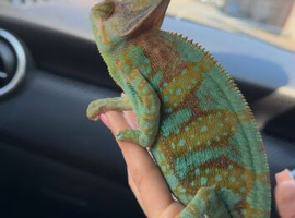 veiled chameleon with full setup