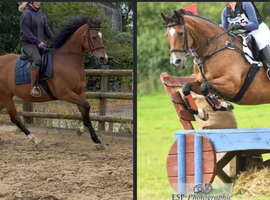 Competitive Sports Horse